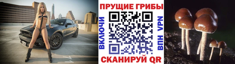 Псилоцибиновые грибы прущие грибы как найти наркотики Грайворон